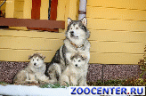
Puppies Alaskan Malamute