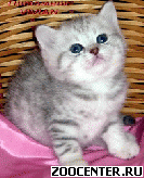 ���������� ������ ������ �� ��������� VIVIAN