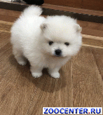 ����������� �����