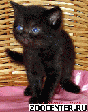 ���������� ������ ������ �� ��������� VIVIAN