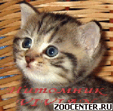���������� ������� ������ �� ��������� VIVIAN