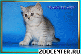 ���������� ������ ����������� ������� �� ��������� DARYACAT