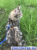 ������ ������ ���������� �������
