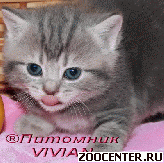 ���������� ������ �� ��������� VIVIAN