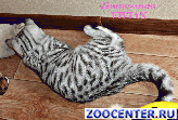 ���������� ������ ������ �� ��������� VIVIAN