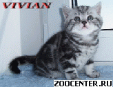 ���������� ��������� ������ �� ��������� VIVIAN
