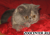 SILVER SPELL EXOTIC BLUES (CFA, FIFe, WCF) - ��������� ������ � �������