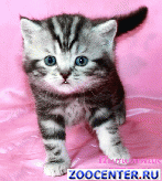 ���������� ������ ������ �� ��������� VIVIAN