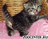 ���������� �������� ������ �� ��������� VIVIAN
