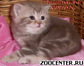 ���������� ��������� ������ �� ��������� VIVIAN