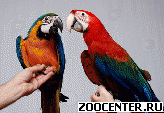 ��� � ������ ���� � ������ ������, ���������