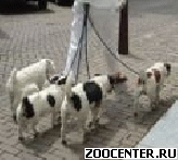 ����� �����