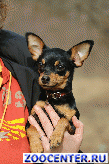 Prague krysarik puppies