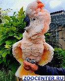 ������� � ���������� �����: ������ ����������� ������ (Cacatua moluccensis)