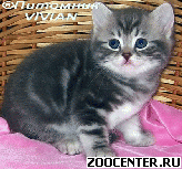 ���������� ��������� ������ �� ��������� VIVIAN