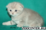 ������ ������-�������. �������� ��������� ����� ����
