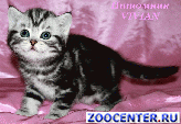 British Whiskas kittens from cattery VIVIAN