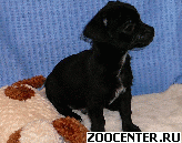���� ����� �������� ������ �������