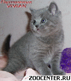 ���������� ������� ������ �� ��������� VIVIAN