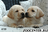 ���� ��������� ���������� ������ ��������, ����������� � ������� ������
