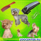 Haircuts small dogs. The services of a groomer. Ultrasonic teeth cleaning