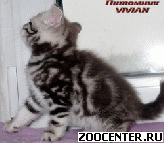 ���������� ������ ���������� ������ �� ������� �� ��������� VIVIAN