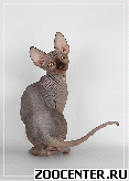 �������� ��������� �������� PHARAON CATS ����������