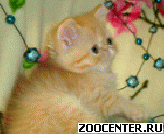 ������������ ������