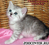 ���������� ������ ������ �� ��������� VIVIAN