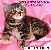 ���������� ������ ��������� ��������� �� ��������� VIVIAN