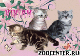 ���������� ��������� ������ �� ��������� VIVIAN