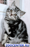 
British Whiskas kittens from a cattery.