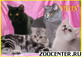 ���������� ������ �� ��������� VIVIAN