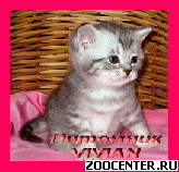 ���������� ������ ������ �� ��������� VIVIAN