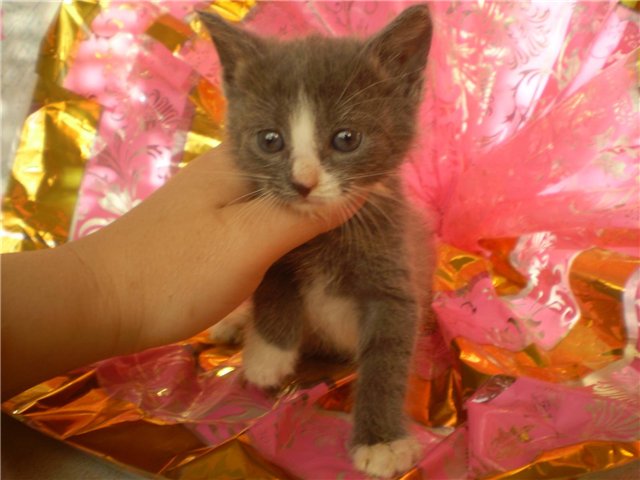 Котята-малыши!